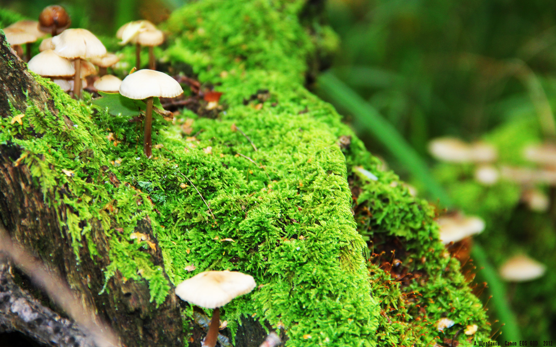 33秒绝杀与10年轮回,马琳的德国战车如何撕碎32年魔咒