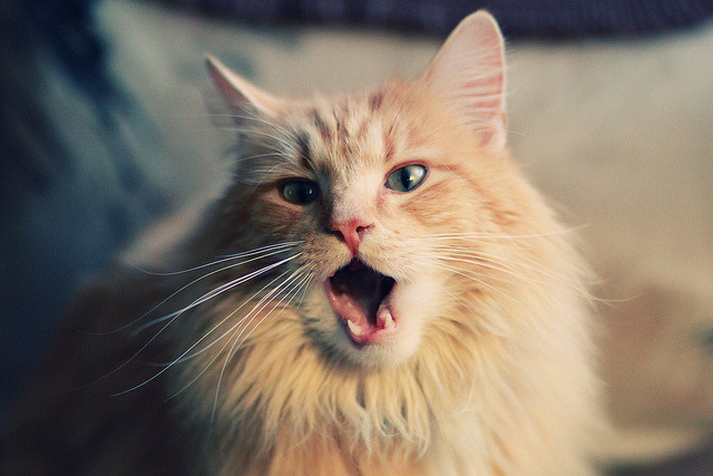 选择（三选一）