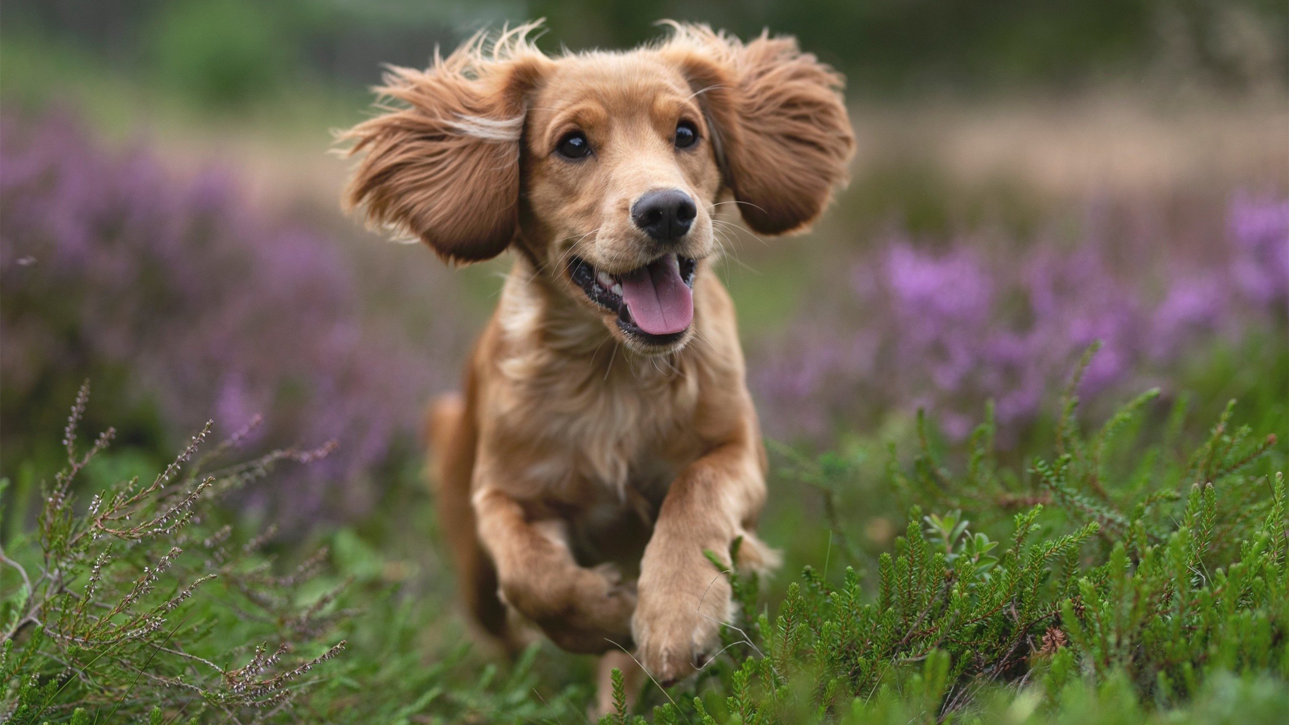 世纪暗战，当阿斯顿马丁窃走胜利，汉密尔顿在迈凯伦伤口上点燃的三重罗曼史