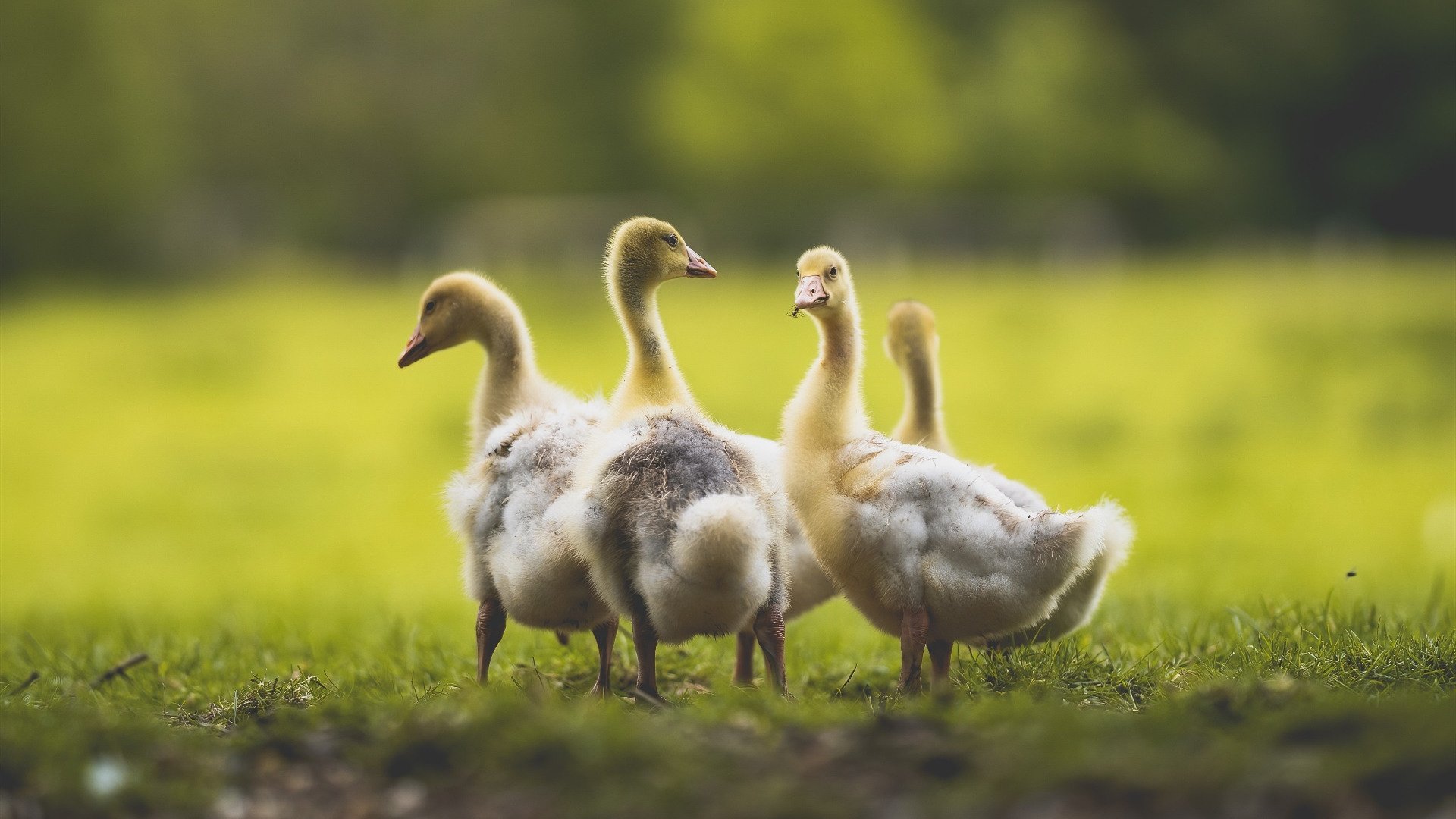 蓝色狂飙，上海小将周冠宇惊天三停，刷新法拉利青训纪录