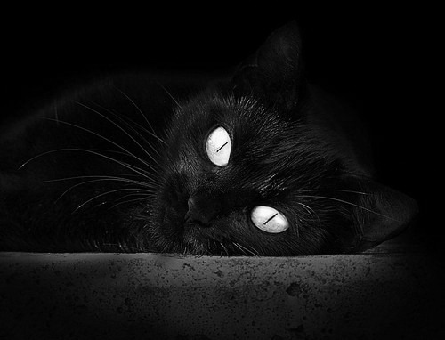 银红鏖战,橘焰破局—威廉姆斯与梅赛德斯的缠斗史诗,维斯塔潘惊艳全场