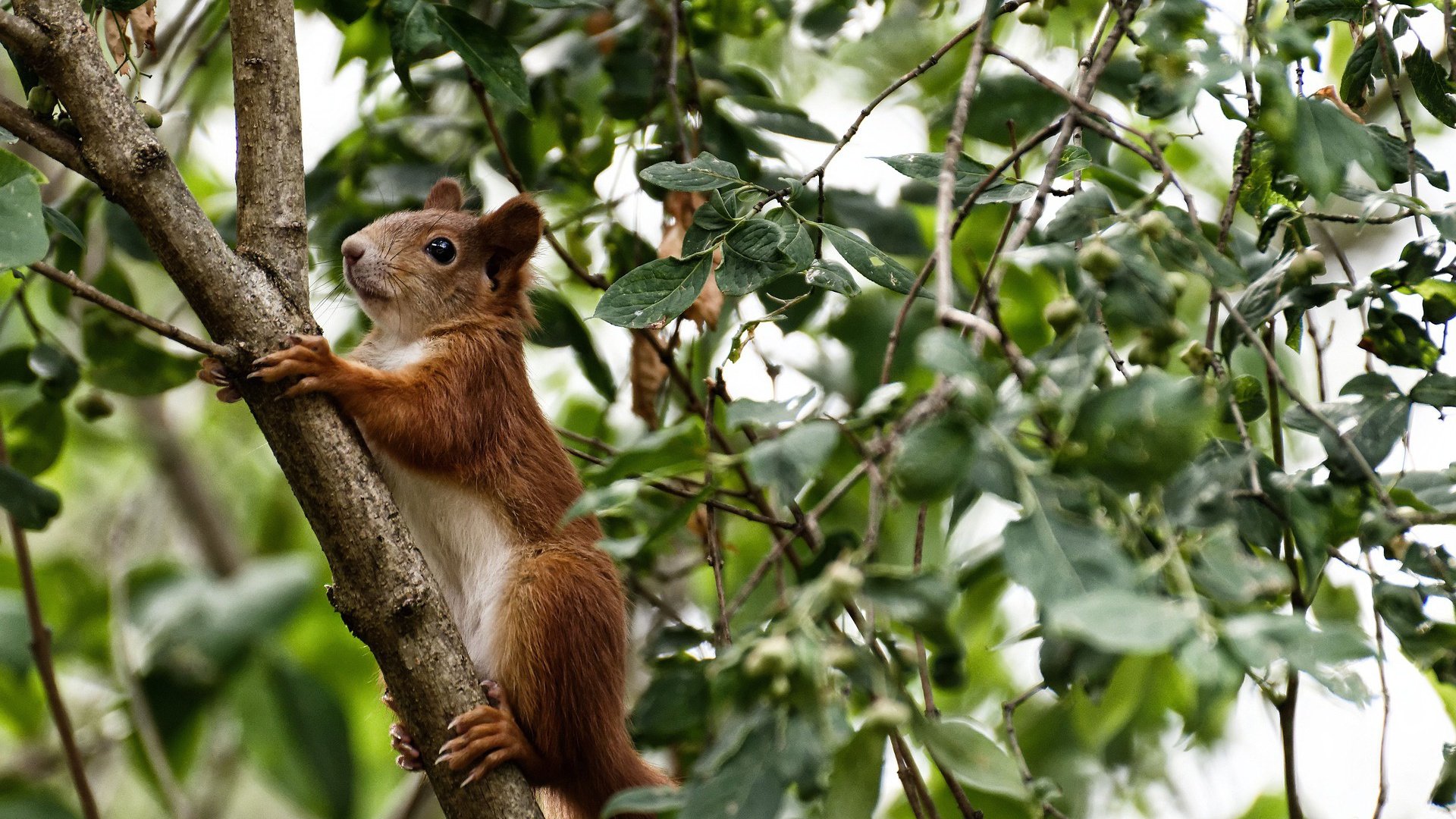 历史铸就的唯一，伦纳德的沉默与篮网争冠之路的决定性一刻