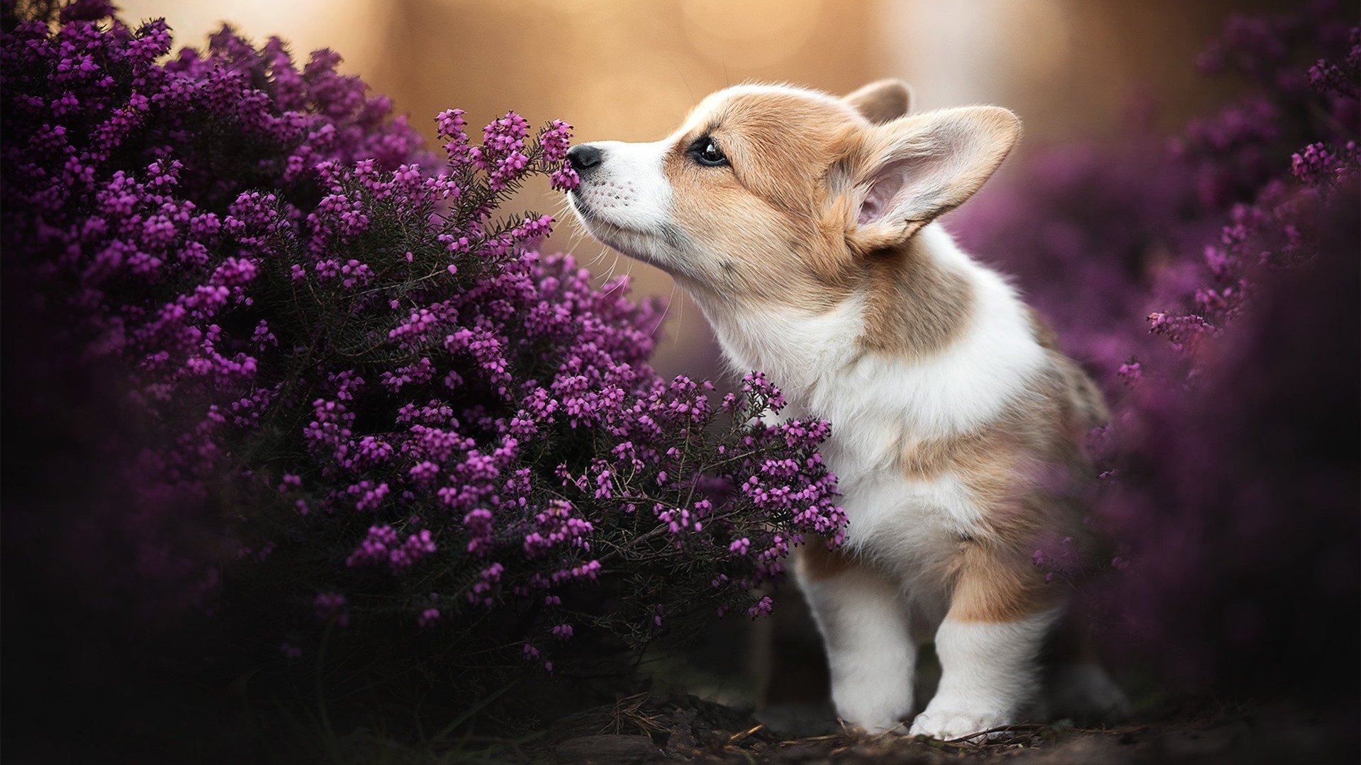橘色与黑白的双生火焰，当曼城压制波兰与范戴克接管西决在同一竞技哲学中燃烧