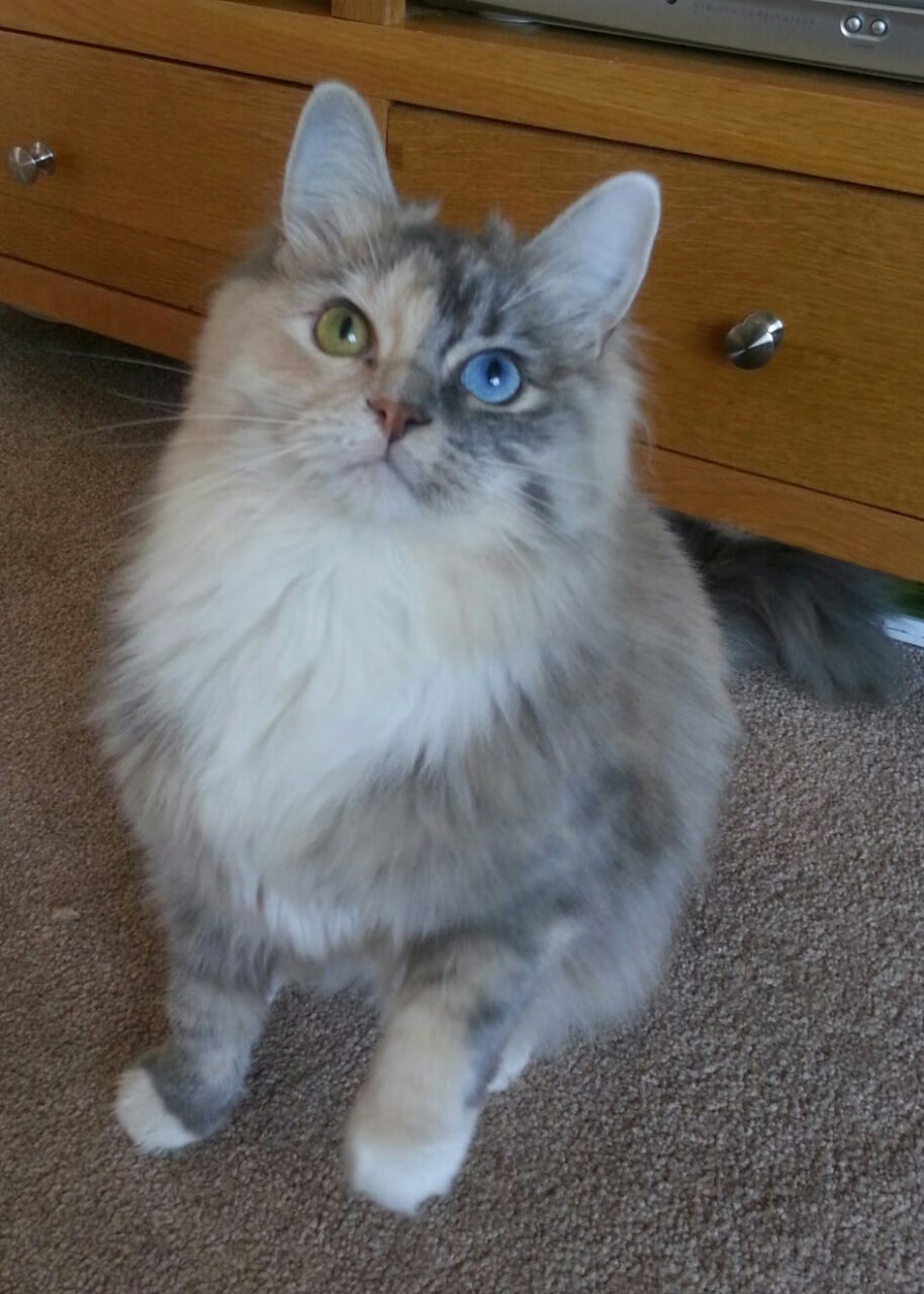 数据锋刃,当萨内个人秀遭遇冰岛战术革命的密码破译