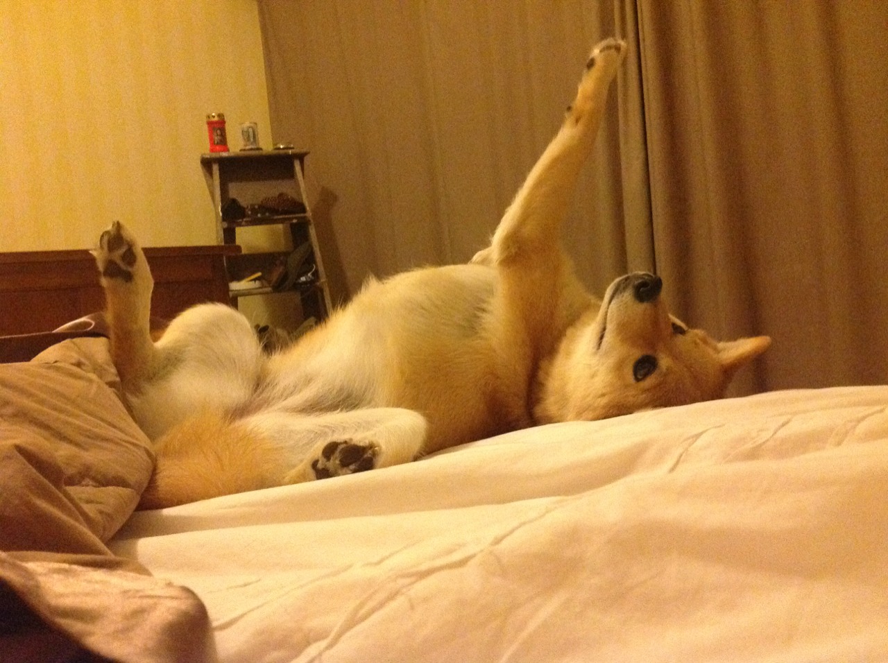 年度焦点之战，新西兰以唯一性刻写新篇，硬仗取胜日本