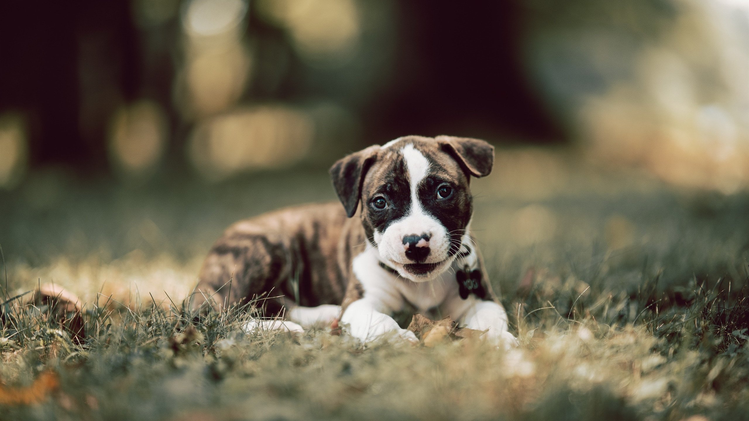 国王登基之夜,库里连斩12分弑鹿,诠释何谓真正的关键先生