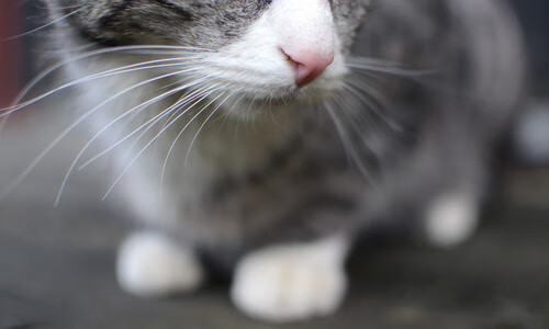 双线奏凯,卡马文加妙笔定乾坤,瑞典团队轻骑破秘鲁