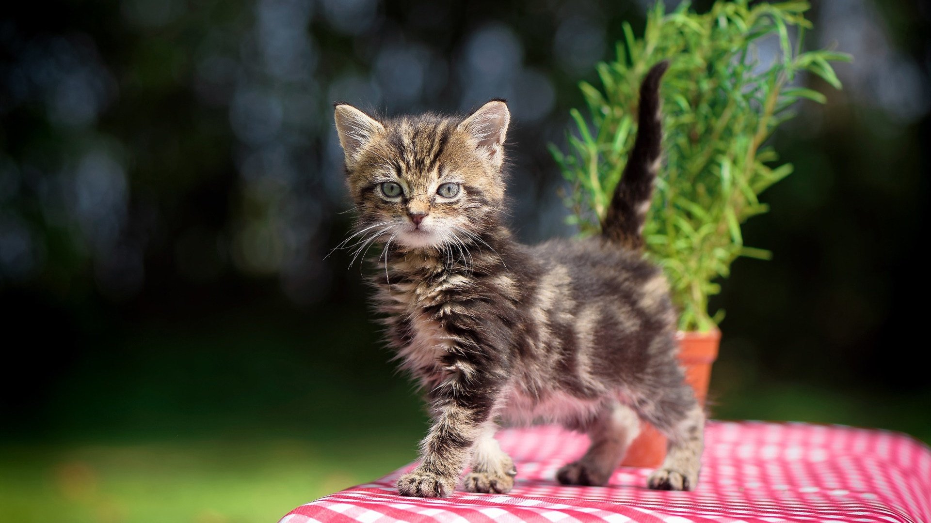 魔术用完美攻防撕碎奇才，霍勒迪38分改写生涯纪录