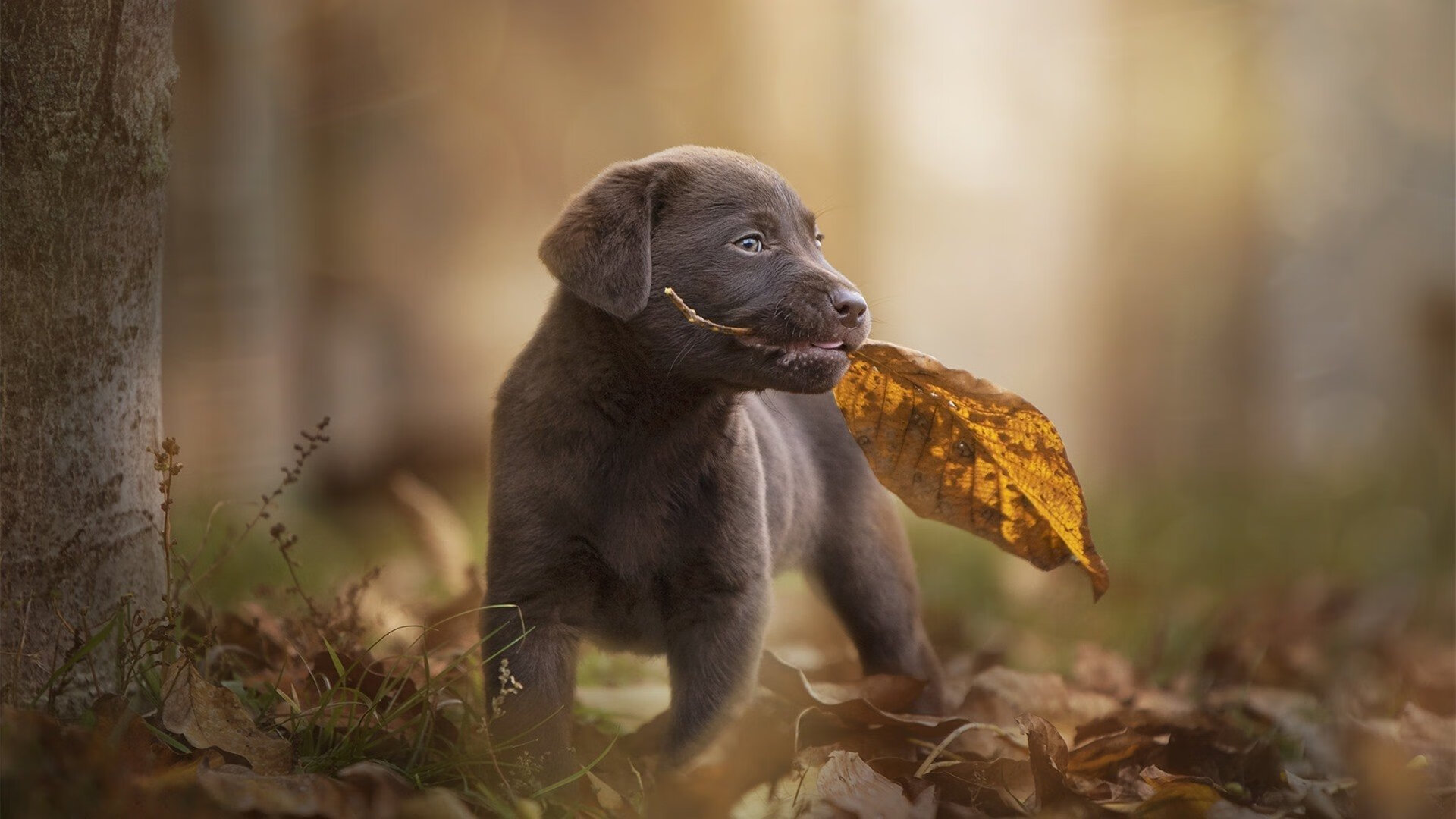 烈日熔炉,2026世界杯,浙江队如何用水乡足球冲垮北美太阳