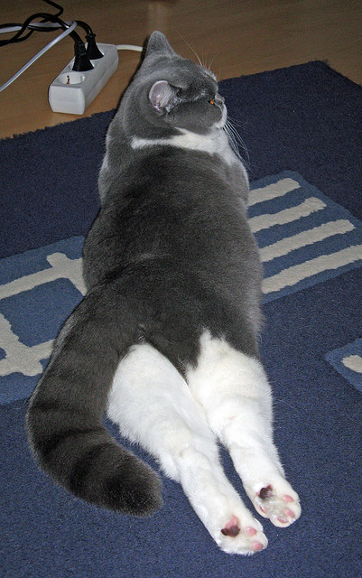 篮球的终极武器，约基奇的完美艺术与快船的钢铁洪流