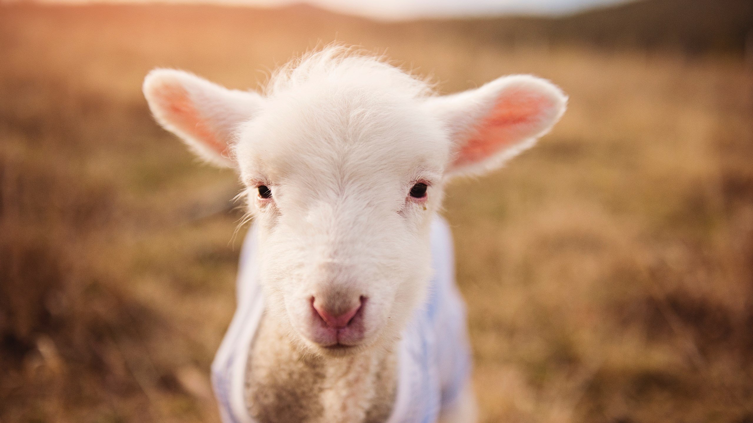 俱乐部挑战国家，切尔西受邀参加2026世界杯，奥斯梅恩成为救世主