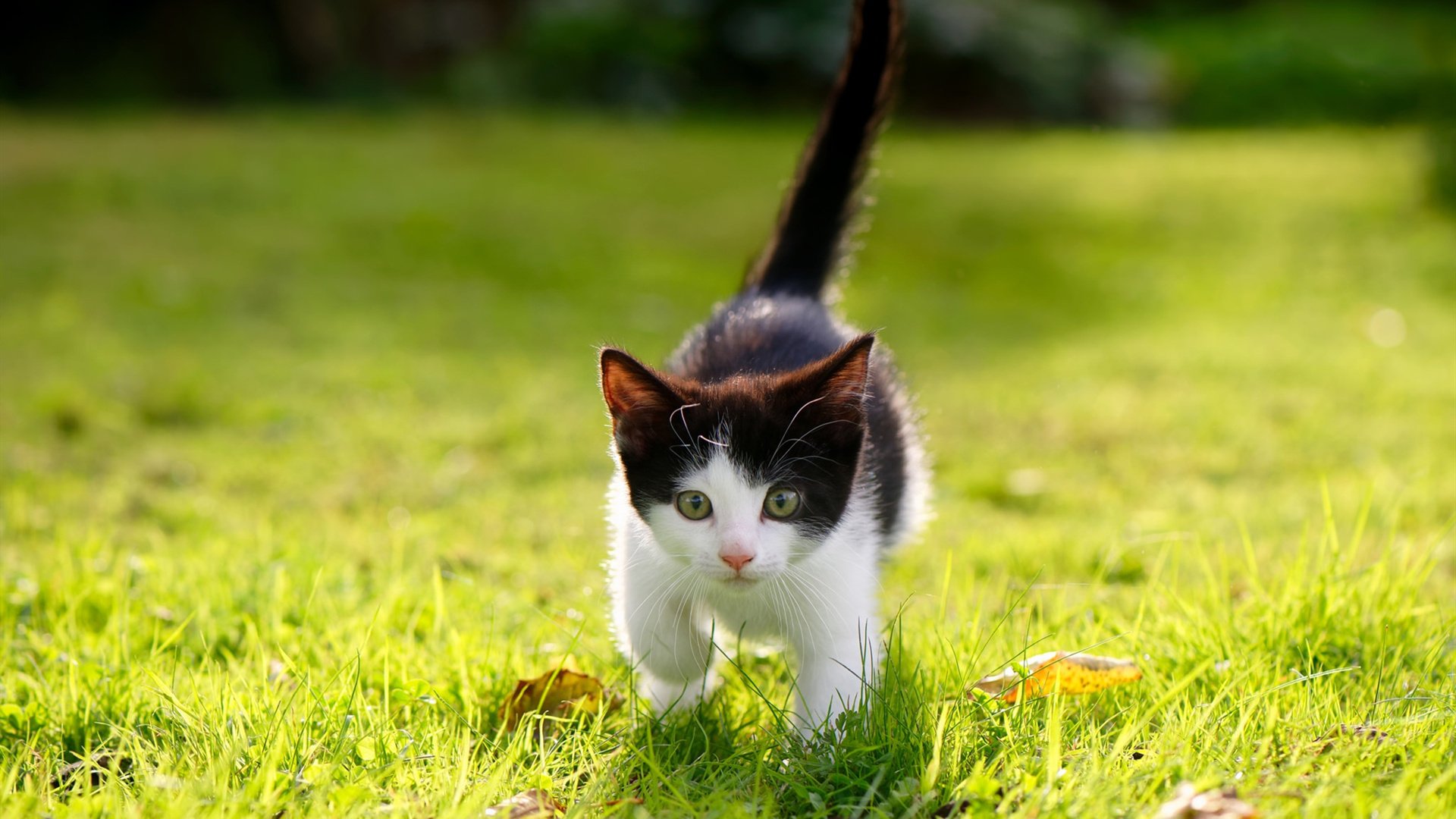 平行时空的足球剧本？国际米兰险胜丹麦，德布劳内穿越成为关键先生