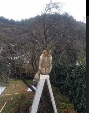 闪电战！多特蒙德速胜卡塔尔，卡塞米罗无解表现碾压对手